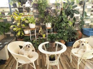 Indiid Homes Patio Seating Chair And Table Set Garden Coffee Table Set With 1 Table And 2 Chairs Set Outdoor Furniture (Cream) - Rattan Indiid Homes Patio Seating Chair And Table Set Garden Coffee Table Set With 1 Table And 2 Chairs Set Outdoor Furniture (Cream) - Rattan